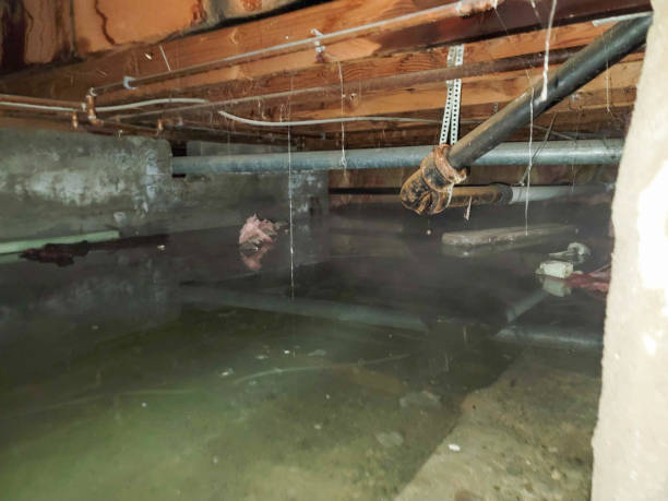 Best Mold removal after water damage  in Fiskdale, MA